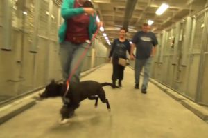 Watch the heartwarming moment this dog realizes he's  being adopted