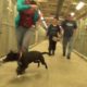 Watch the heartwarming moment this dog realizes he's  being adopted