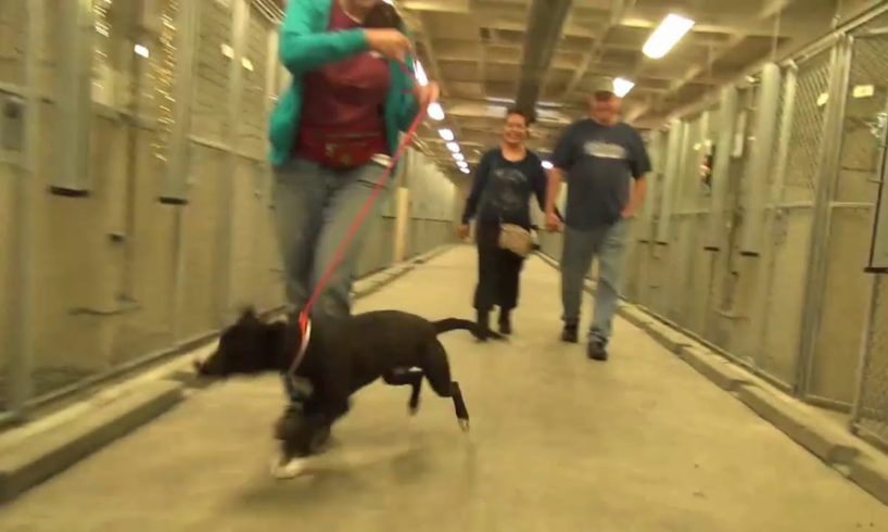 Watch the heartwarming moment this dog realizes he's  being adopted