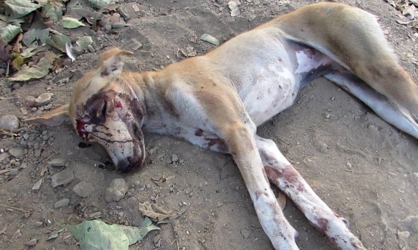 We thought she was dead…amazing recovery of street dog
