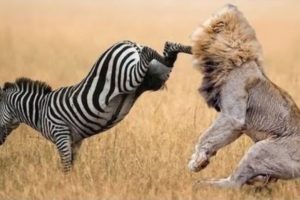 When Prey Fights Back | Most Amazing Animal Attack Fails 2016