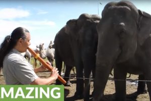 When he plays his Native flute, this elephant starts dancing!