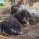 When kids found this dog, they thought he was dead!