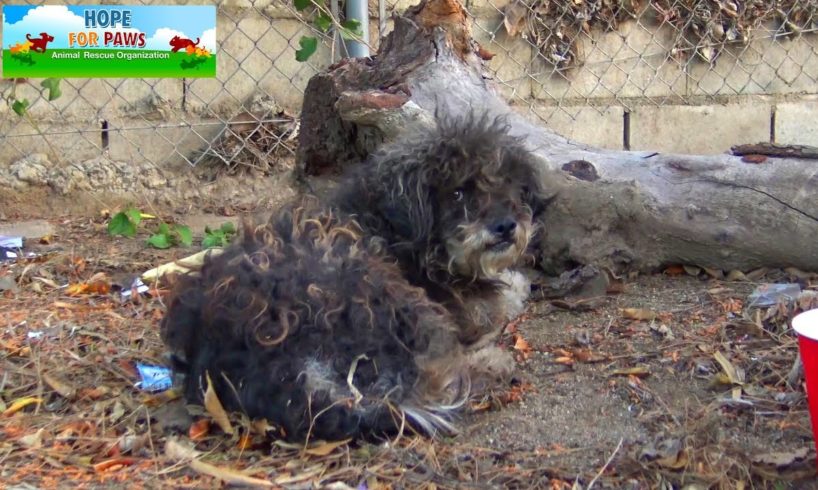 When kids found this dog, they thought he was dead!