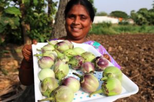 White Brinjal Recipe || Eggplant Recipe || Country foods