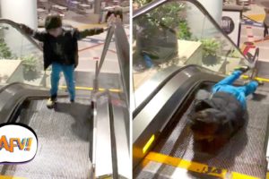 Why You DON'T Play on Escalators | Fails of the Week | February 2019 AFV