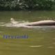 Wild Animal Attacks ! Amazing Wild Animals Attacks ! Craziest Animal Fights Caught On Camera !