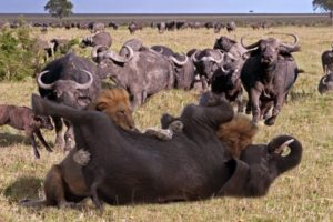 Wild Animal Fights 2019 - Buffalo vs Lion vs Elephant, Leopard vs Impala, Warthog...