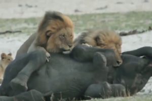 Wild Animal fights
