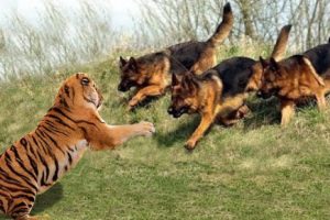 Wild Animals Fights Powerful Tiger vs Big Warthog, Wild Dogs vs Wildebeest Cheetah Buffalo