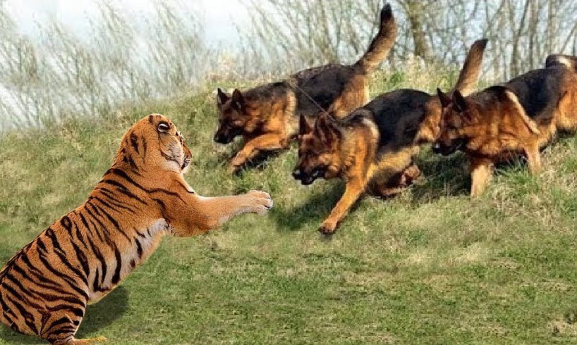 Wild Animals Fights Powerful Tiger vs Big Warthog, Wild Dogs vs Wildebeest Cheetah Buffalo