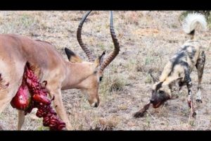 Wild Dogs v Impala | Impala Fights Back as Guts Fall Out