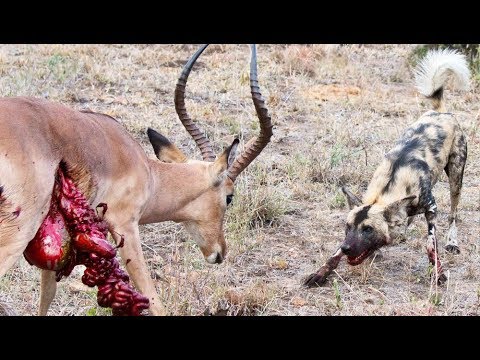 Wild Dogs v Impala | Impala Fights Back as Guts Fall Out