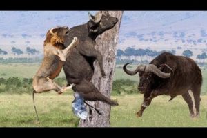 Wild animal 2018 || Lion vs Buffalo vs Wild dogs - two bear fights each other