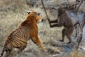 Wild animal fights - Crocodile vs lion,hippo,elephants, snake vs snake, tiger vs monkey...
