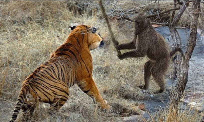 Wild animal fights - Crocodile vs lion,hippo,elephants, snake vs snake, tiger vs monkey...