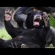 Wild animals can be even funnier than pets - Funny wild animals compilation