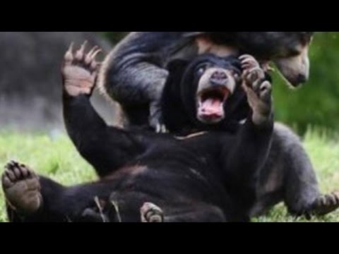 Wild animals can be even funnier than pets - Funny wild animals compilation