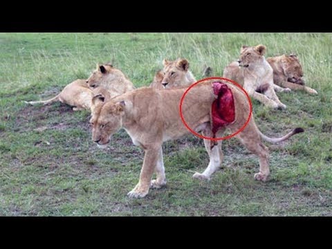 Wild animals fight to death | CRAZIEST Animal Fights Caught  |   Python ,  Leopard ,  Porcupine