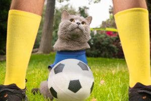 World Cup Cats