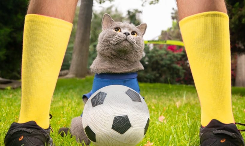 World Cup Cats