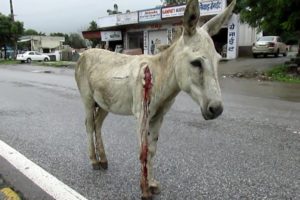 Wounded and bleeding donkey stranded on highway rescued