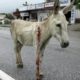 Wounded and bleeding donkey stranded on highway rescued