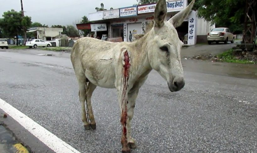 Wounded and bleeding donkey stranded on highway rescued