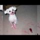 YOU will EXPLODE of LAUGHTER! - Funny ANIMALS playing with shoes compilation