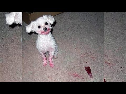 YOU will EXPLODE of LAUGHTER! - Funny ANIMALS playing with shoes compilation