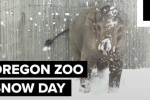 Zoo animals playing in the snow