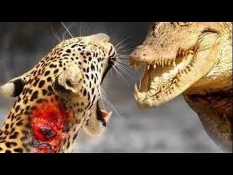 ЛЕОПАРД против КРОКОДИЛА _  CRAZIEST Animal Fights
