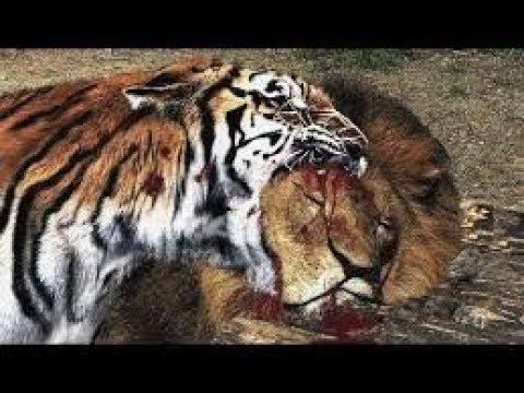 ▶️Top Amazing Animal Fights to the death in the wild 2019 ⚡️⚡️ Crazy FIght⚡️⚡️