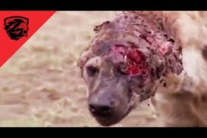 ► HARDCORE animal fights compilation - 2016