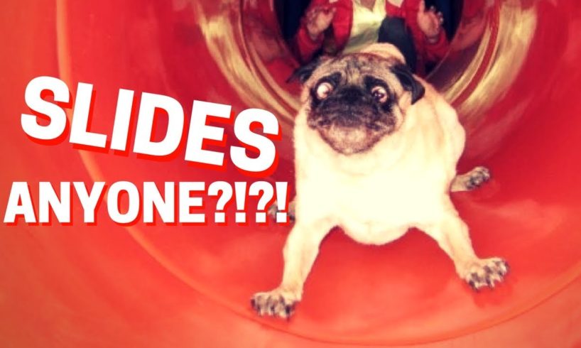 🔴 Animals on Slides Fail - Funny Animals Playing on Slides Compilation NEW