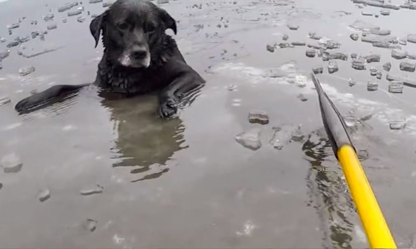😿 10 MOST TOUCHING AND UNBELIEVABLE ANIMAL RESCUES