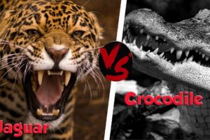 10 CRAZIEST Animal Fights Caught On Camera- Lion,Buffalo,crocodile,Elephant, Bear,Lion