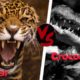 10 CRAZIEST Animal Fights Caught On Camera- Lion,Buffalo,crocodile,Elephant, Bear,Lion