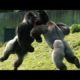 10 EXTREME CRAZY ANIMAL FIGHTS