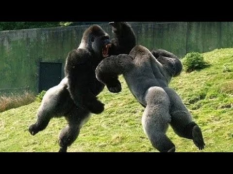 10 EXTREME CRAZY ANIMAL FIGHTS