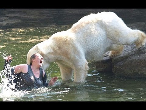 10 People who Fell into Animal Enclosures at Zoos