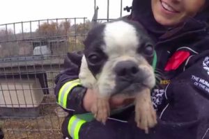 100+ Animals Rescued from Puppy Mill and Cruelty Situation