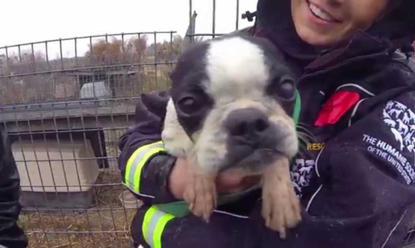 100+ Animals Rescued from Puppy Mill and Cruelty Situation