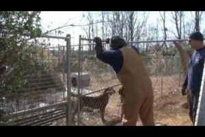 100 Animals Rescued in Alabama