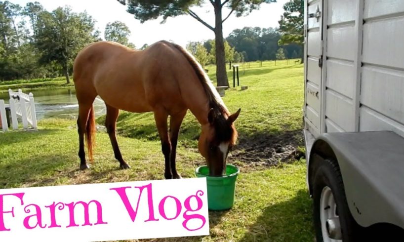 10k Subs!?!? Feeding The Animals, Playing Guitar, Schoolwork | Vlog 6/30/17