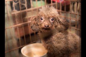 140+ animals rescued from North Carolina puppy mill