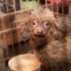 140+ animals rescued from North Carolina puppy mill