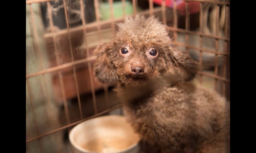 140+ animals rescued from North Carolina puppy mill