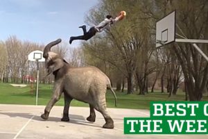Best Videos of the Week - People Are Awesome