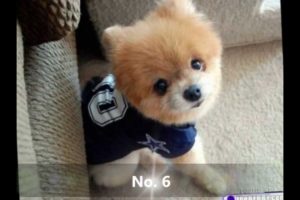 Top 10 Cutest Puppies
